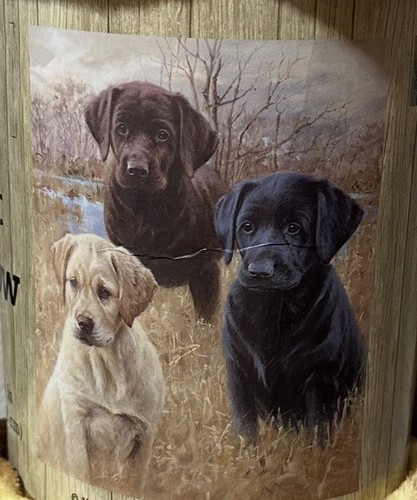 Adorable labrador retriever - adorable,