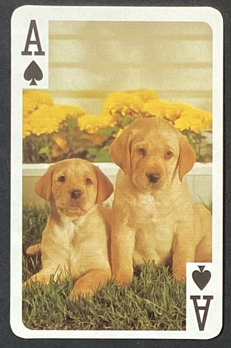 Labrador puppy dogs ace spades - puppy,