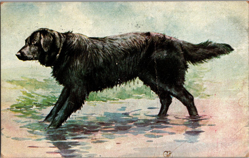 Postcard black labrador - postcard,