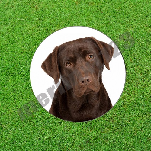 Chocolate labrador retriever - chocolate,