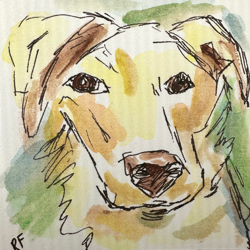 Retriever labrador dog - labrador,