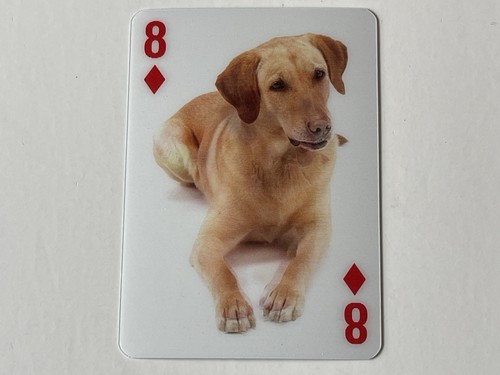 Labrador retriever lenticular - retriever,