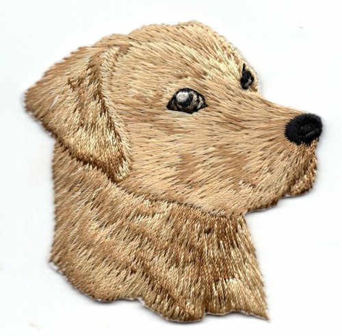 Labrador retriever dog pets - labrador,