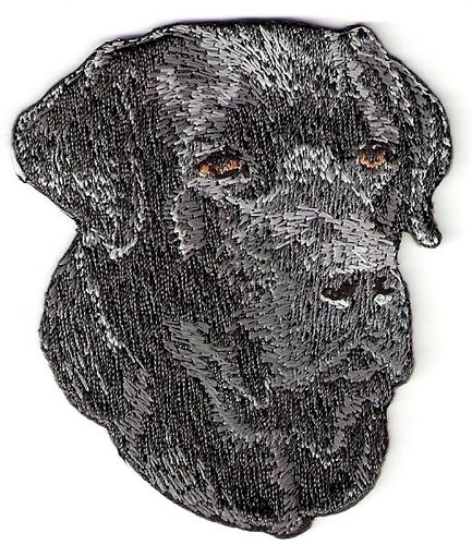 Black labrador dog breed - labrador,