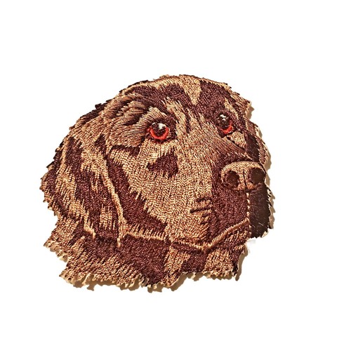 Chocolate lab labrador - chocolate,