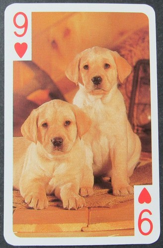 Puppies dogs lab labrador - puppies,