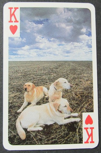 Dogs lab labrador retrievers - dogs,