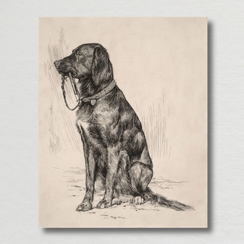 1800s black labrador vintage - 1800s,
