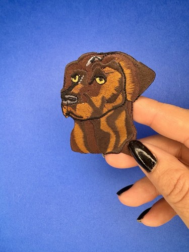 Chocolate labrador retriever - chocolate,