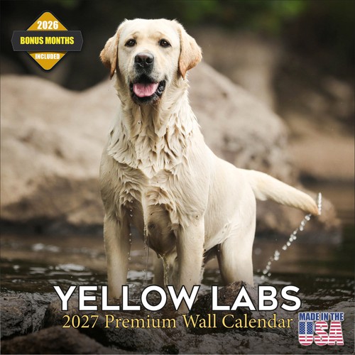 Yellow labrador retriever 2027 - yellow,