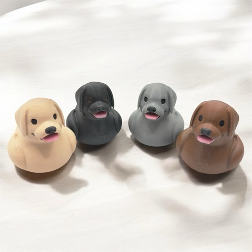 Labrador retriever dog duck - dog,