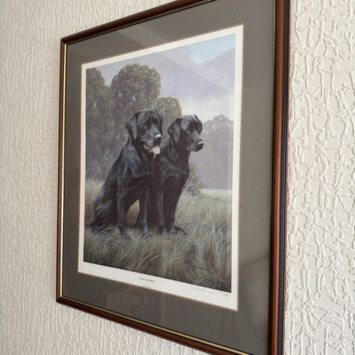 Nigel hemming black labrador - nigel,