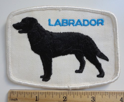 Vintage labrador dog show - vintage,