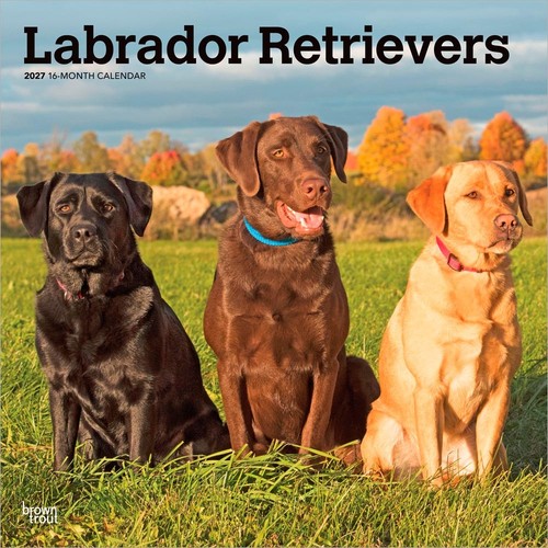 Labrador retrievers 2027 - labrador, |