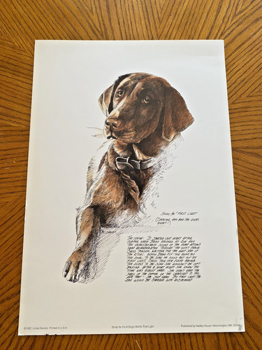 Chocolate brown lab labrador - chocolate,