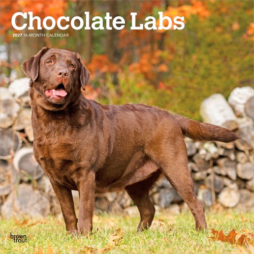 Chocolate labrador retrievers - labrador,