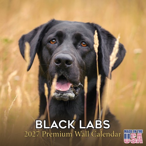 Black labrador retriever - retriever, 2027