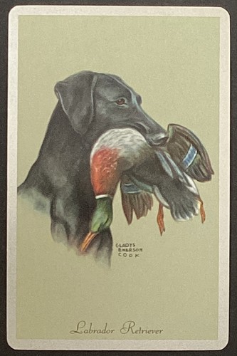 Labrador retriever dog - labrador,