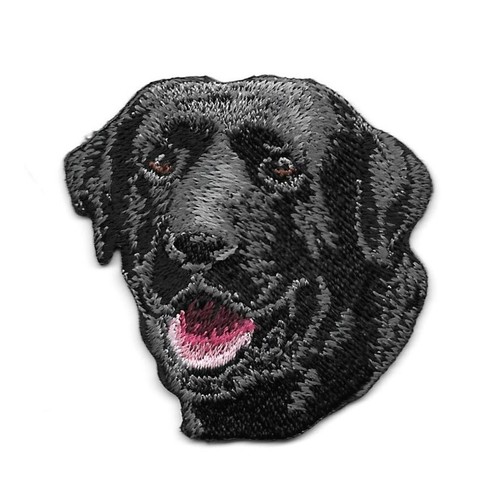 Black labrador retriever dog - labrador,