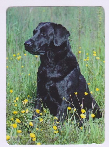 Labrador black dog single - black, dog.single