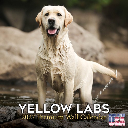 Yellow labrador retriever 2027 - labrador,