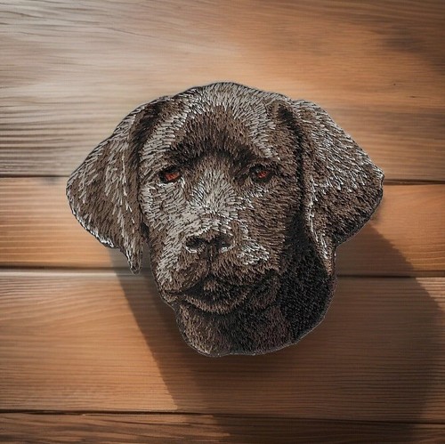 Chocolate labrador retriever - labrador,