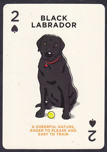 Black labrador dog - black, single