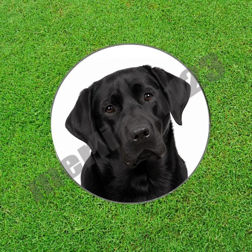 Black labrador retriever lab - black,