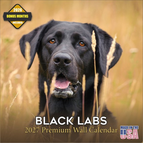 Black labrador retriever 2027 - labrador,