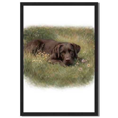 Chocolate labrador meadow - labrador,