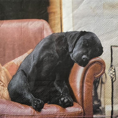 Black labrador dog single - labrador,