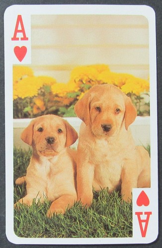 Labrador retriever puppy - labrador, dogs