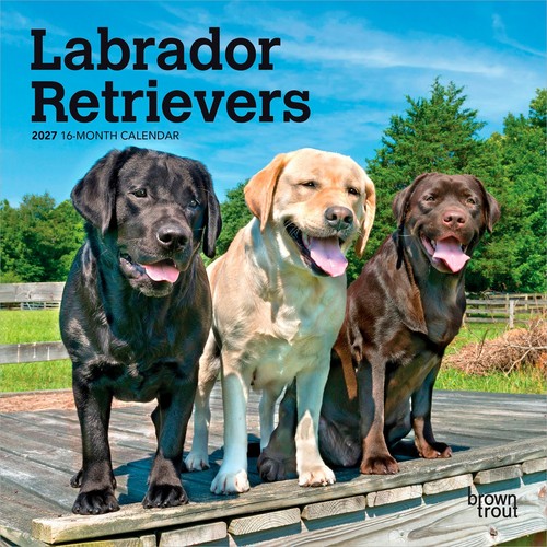 Labrador retrievers 2027 - |,