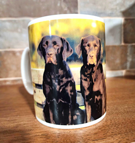 Labrador retriever dog - retriever,