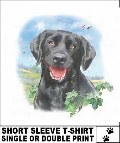 Very cool black lab labrador - very,