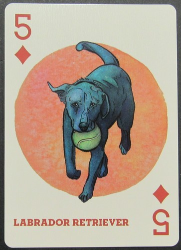 Dog labrador retriever single - labrador,