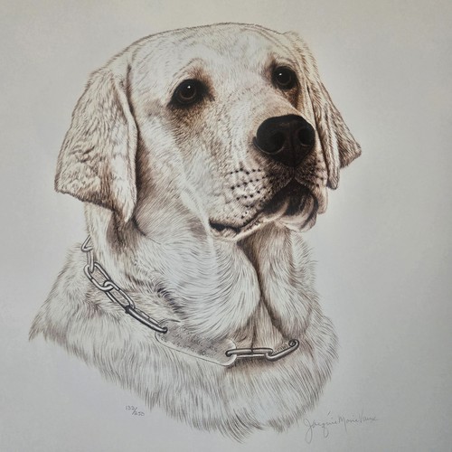 Labrador lab retriever pet - labrador, dog