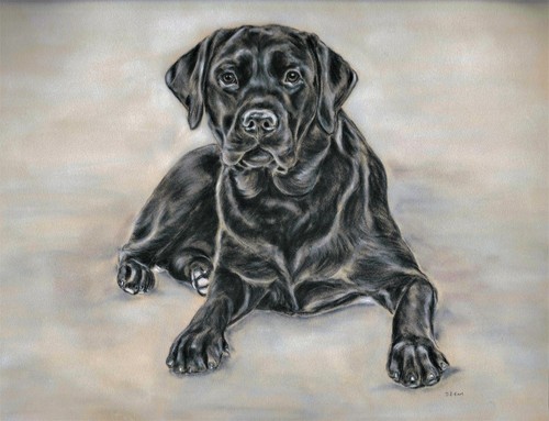 Black labrador retriever - black,