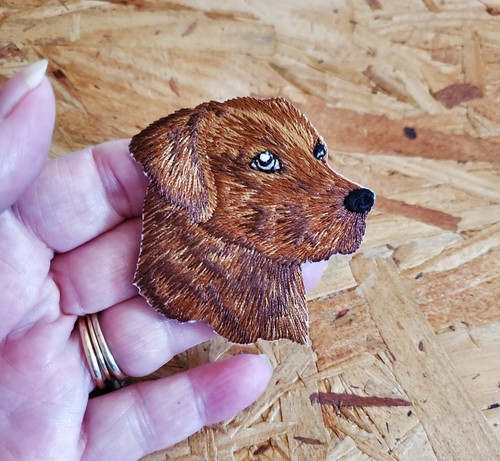 Dog brown labrador pet - dog,