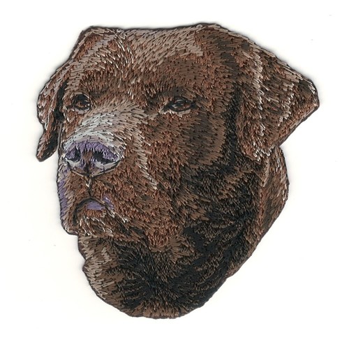 Brown labrador retriever dog - brown,
