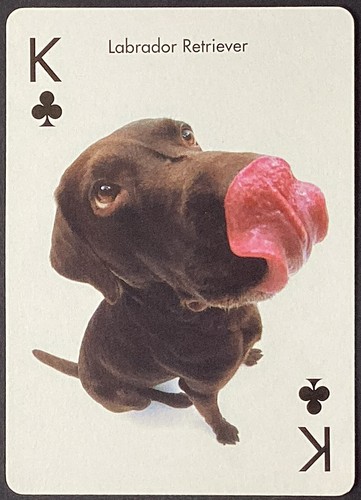 Labrador retriever dog - labrador, single