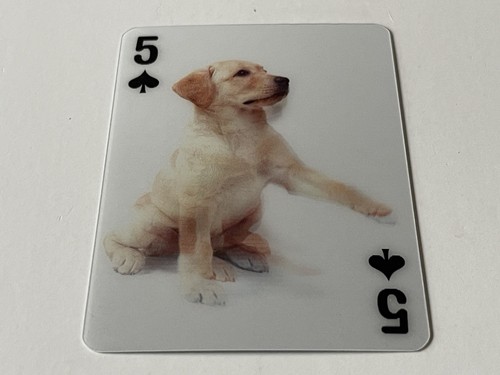 Labrador retriever lenticular - labrador,