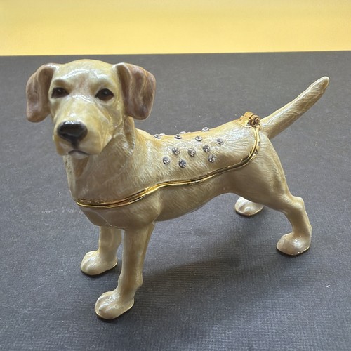 Yellow golden labrador - yellow,