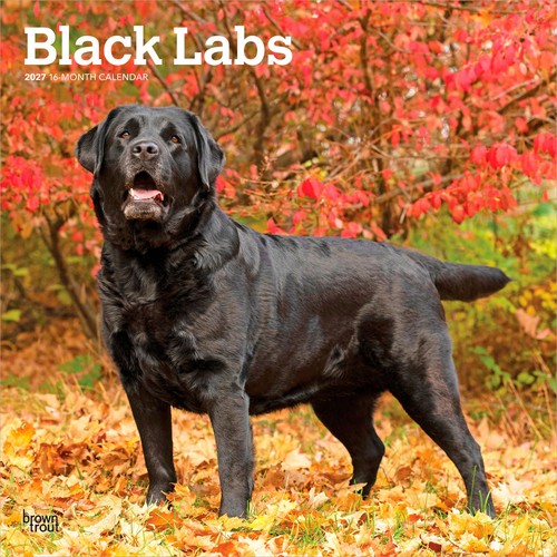 Black labrador retrievers - black, |