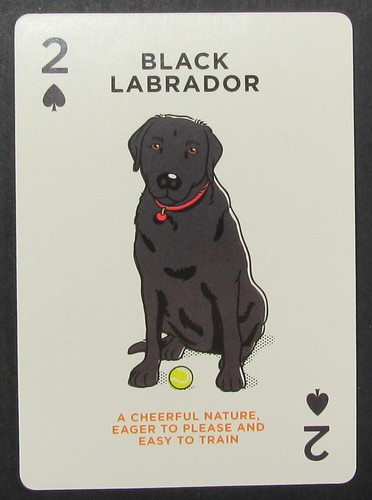 Black labrador dog single - labrador, swap