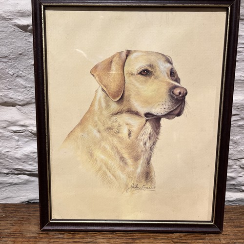 Labrador retriever gundog - labrador,
