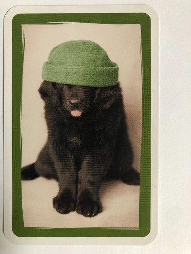 Labrador puppy dog with - puppy, green