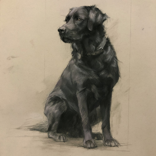 Black labrador retriever - labrador, dog
