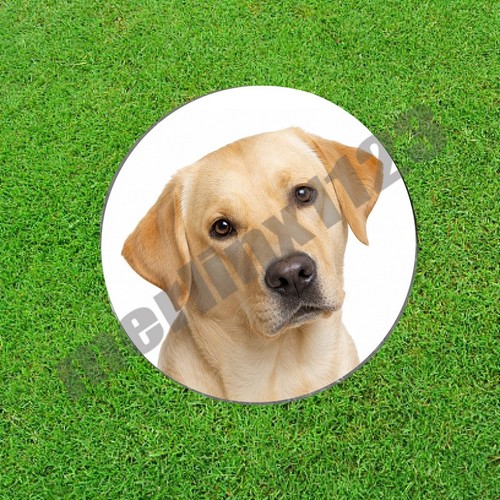 Yellow labrador retriever lab - yellow,