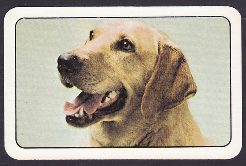 Golden labrador dogs single - golden,